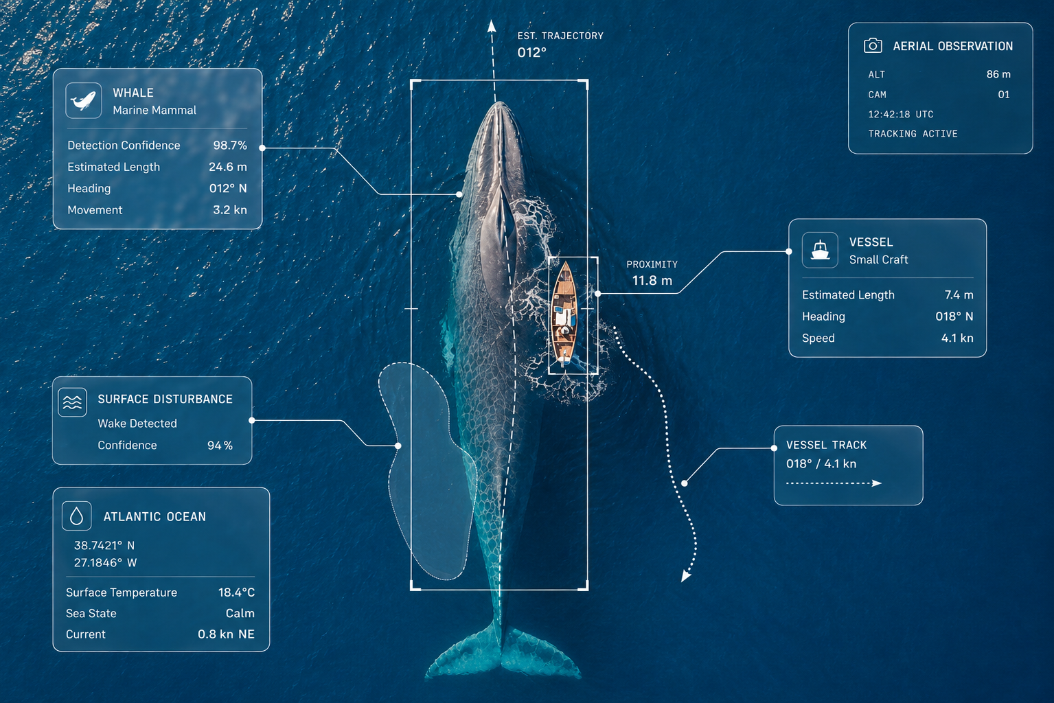 Aerial observation of a whale in the ocean.